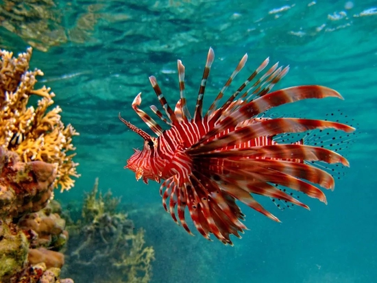 揭秘獅子魚繁衍生息新篇章，最新動態(tài)與成長軌跡（11月4日更新）