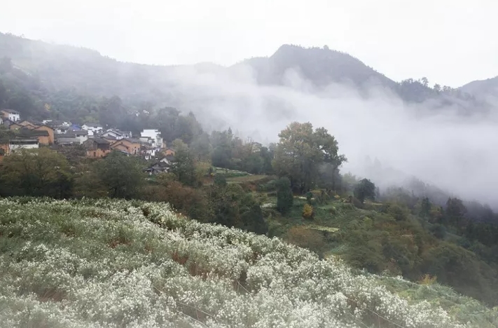 揭秘黃山秋韻，十一月七日最新風(fēng)景圖片欣賞