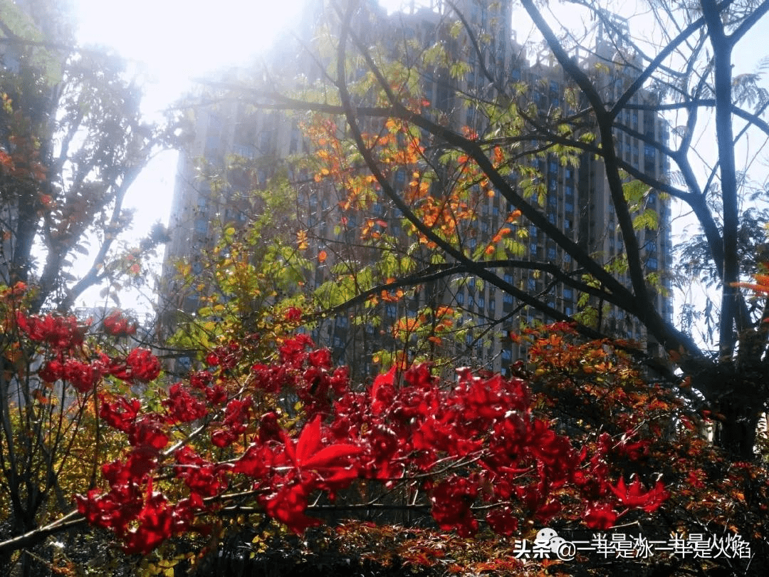 菏澤牡丹區(qū)秋日暖陽下的聚會驚喜，最新新聞與朋友間的溫馨時刻