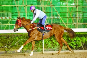 澳門今晚開特馬四不像圖,安全解析方案_時(shí)尚版OFY206.65