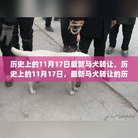 歷史上的11月17日馬犬轉(zhuǎn)讓歷程回顧與最新趨勢(shì)分析