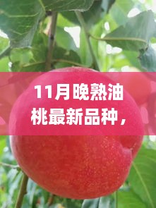 11月晚熟油桃新品種亮相，甘甜獨特品嘗正當(dāng)季