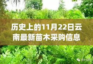 云南苗木采購信息背后的綠葉情深，一個關(guān)于友情與歷史的溫馨故事