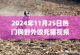 熱門狗野外咬死貓事件深度解析，特性、體驗(yàn)、競品對比及用戶洞察分析