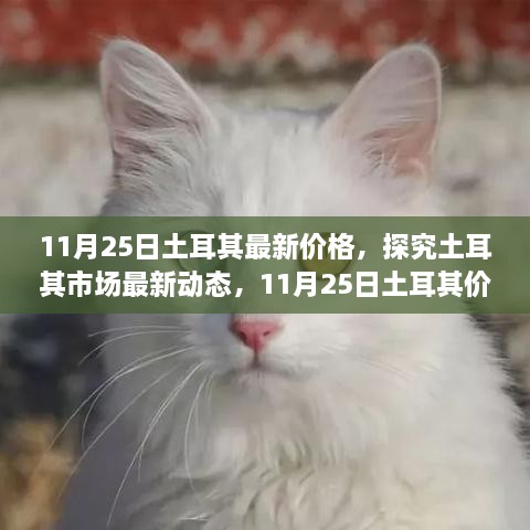 11月25日土耳其最新價格，探究土耳其市場最新動態(tài)，11月25日土耳其價格走勢及其影響