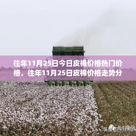 往年11月25日皮棉價格深度解析，走勢分析、觀點闡述與熱門價格解讀