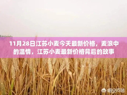 江蘇小麥最新價格揭秘，溫情背后的故事，11月28日麥浪中的市場動態(tài)