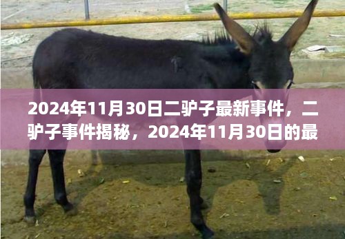 二驢子事件揭秘，最新篇章揭曉于2024年11月30日