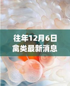 獨(dú)家揭秘，12月6日禽類珍味館最新資訊與探秘之旅