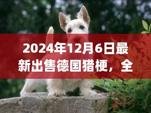 最新德國(guó)獵梗犬全面評(píng)測(cè)與出售信息，特性、競(jìng)品對(duì)比及目標(biāo)用戶分析（2024年最新版）