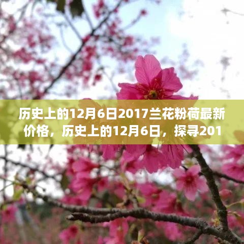 歷史上的12月6日，探尋2017蘭花粉荷最新價(jià)格與市場(chǎng)影響