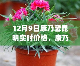 昆明康乃馨實(shí)時價格與市場波動分析，多元觀點(diǎn)探討（12月9日）