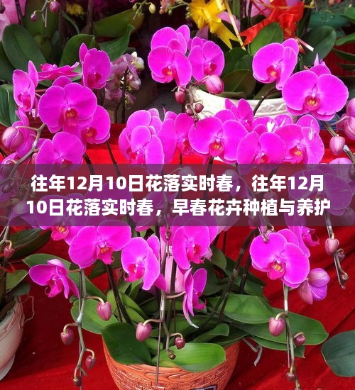 早春花卉種植與養(yǎng)護(hù)全攻略，12月10日花落實(shí)時(shí)春的種植與養(yǎng)護(hù)指南