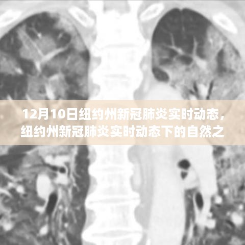 紐約州新冠疫情實時動態(tài)下的自然之旅，尋找心靈寧靜與平和