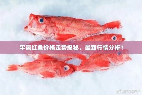 平邑紅魚價(jià)格走勢揭秘，最新行情分析！