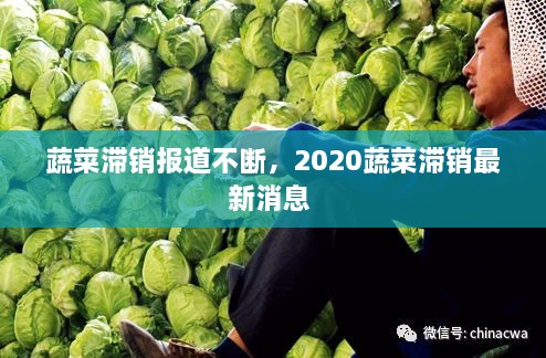 蔬菜滯銷報道不斷，2020蔬菜滯銷最新消息 