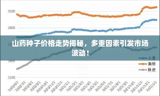 山藥種子價格走勢揭秘，多重因素引發(fā)市場波動！