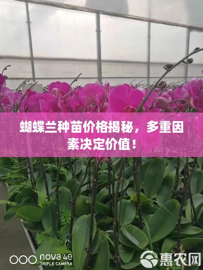 蝴蝶蘭種苗價格揭秘，多重因素決定價值！