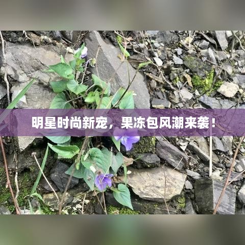 明星時尚新寵，果凍包風(fēng)潮來襲！