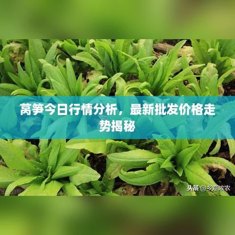 萵筍今日行情分析，最新批發(fā)價格走勢揭秘