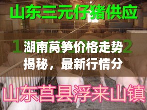 湖南萵筍價格走勢揭秘，最新行情分析與市場動態(tài)