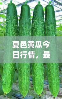 夏邑黃瓜今日行情，最新價(jià)格一網(wǎng)打盡