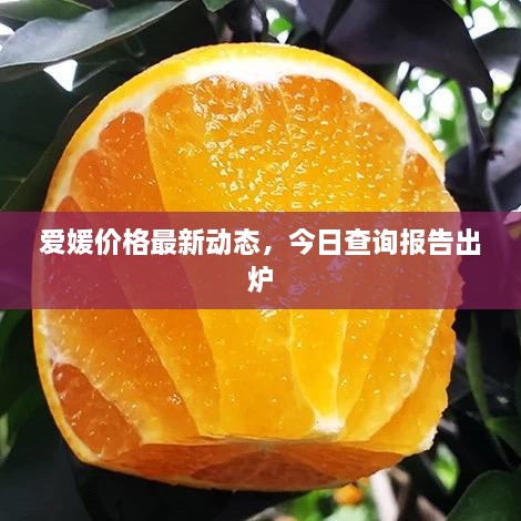 愛媛價格最新動態(tài)，今日查詢報(bào)告出爐