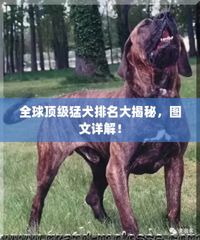 全球頂級猛犬排名大揭秘，圖文詳解！