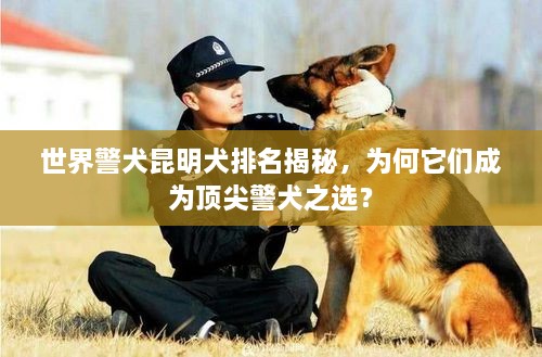 世界警犬昆明犬排名揭秘，為何它們成為頂尖警犬之選？