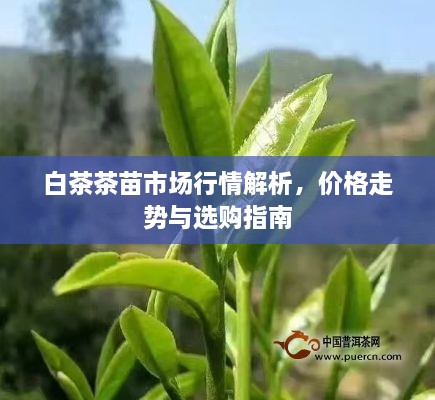 白茶茶苗市場行情解析，價格走勢與選購指南