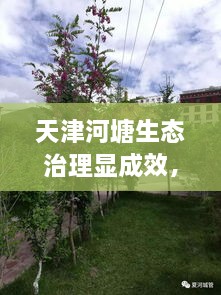 天津河塘生態(tài)治理顯成效，城市面貌煥然一新