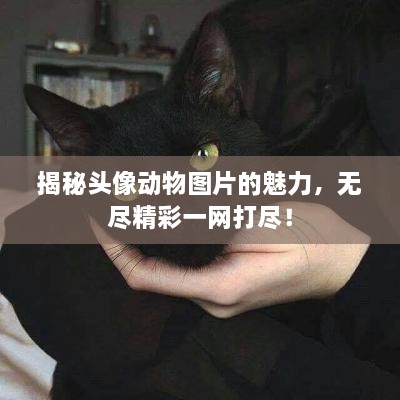 揭秘頭像動物圖片的魅力，無盡精彩一網(wǎng)打盡！