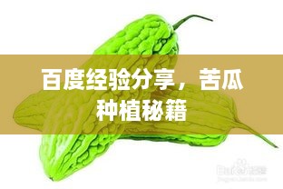 百度經(jīng)驗分享，苦瓜種植秘籍