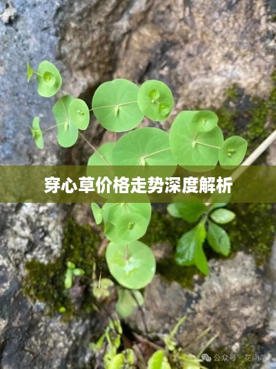 穿心草價(jià)格走勢(shì)深度解析