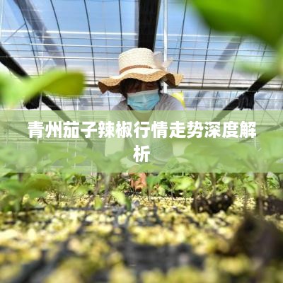 青州茄子辣椒行情走勢深度解析