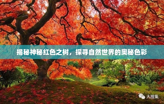 揭秘神秘紅色之樹，探尋自然世界的奧秘色彩