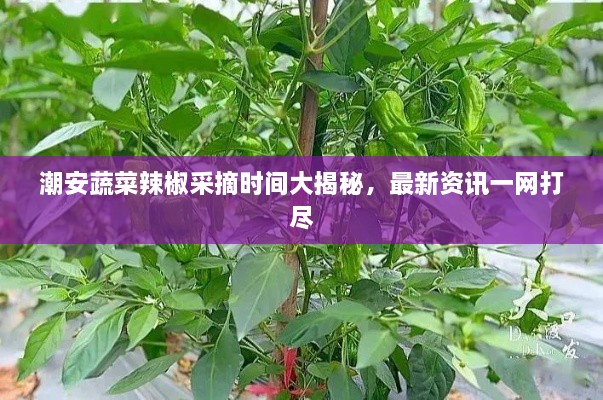 潮安蔬菜辣椒采摘時間大揭秘，最新資訊一網(wǎng)打盡